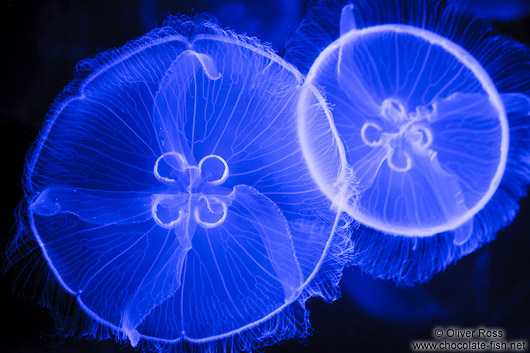 Jellyfish in the Valencia Aquarium