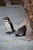 Travel photography:Penguins in the Valencia Aquarium, Spain
