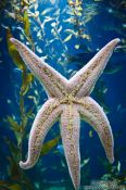 Travel photography:Sea star in the Valencia Aquarium, Spain