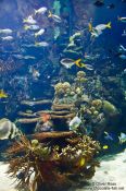 Travel photography:Small reef with fishes in the Valencia Aquarium, Spain