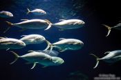 Travel photography:Fishes in the Valencia Aquarium, Spain