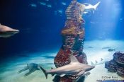 Travel photography:Sharks in the Valencia Aquarium, Spain