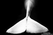Travel photography:Tail fin of a Beluga Whale in the Valencia Aquarium , Spain