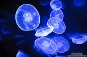 Travel photography:Jellyfish in the Valencia Aquarium, Spain