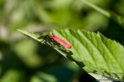 Travel photography:Beetle on leaf, Germany