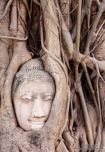 Tree root growing over a Buddha head at a temple in Ayutthaya