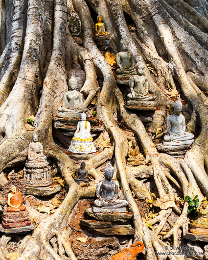 Small Buddhas left at the base of a large tree in Sukhothai