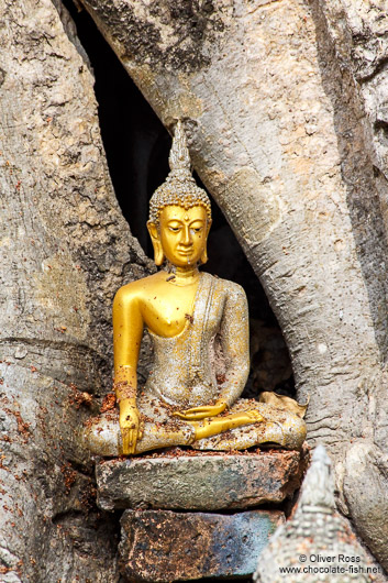 Golden Buddha statue left among tree roots at Sukhothai temple complex
