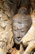 Travel photography:Tree roots growing over a Buddha head at the Sukhothai temple complex, Thailand