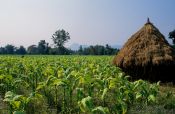Travel photography:Tobacco plantation in Chiang Rai province, Thailand