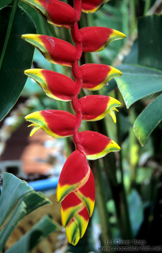 Flower of the Lobster Claw Heliconia plant (Heliconia rostrata)