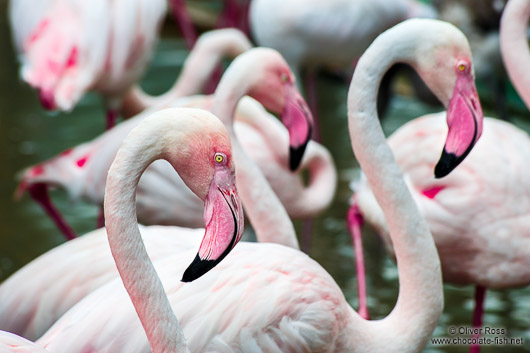 Flamingoes at Chiang Mai Zoo