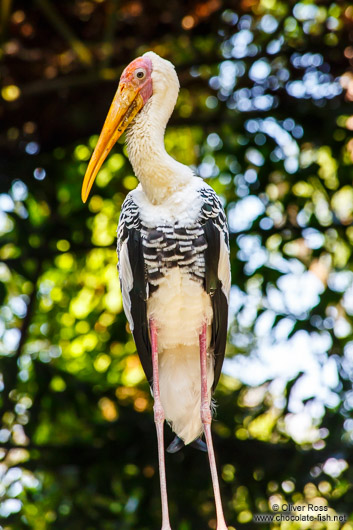 Giant stork at Chiang Mai Zoo