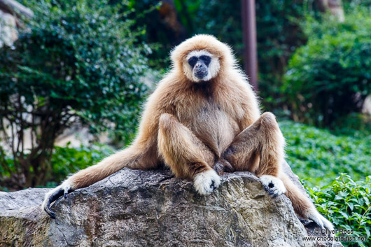 Monkey in Chiang Mai Zoo