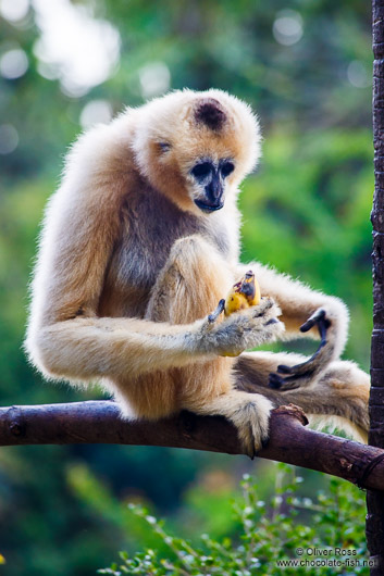 Monkey eating a banana in Chiang Mai Zoo