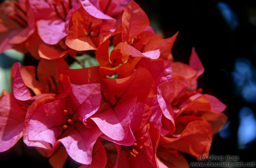 Bougainville flowers in Northern Thailand