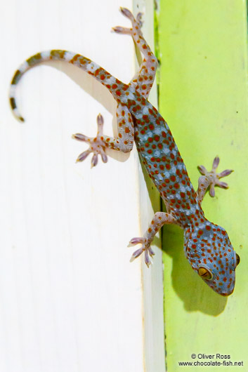 Gecko on Koh Tarutao