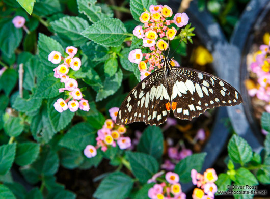 Butterfly at the Mae Rim Orchid Farm