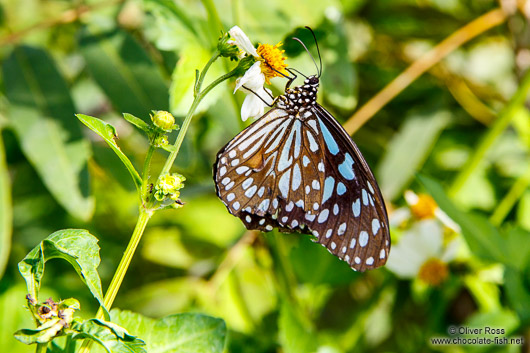 Butterfly at the Mae Rim Orchid Farm