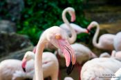 Travel photography:Flamingoes at Chiang Mai Zoo, Thailand