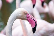 Travel photography:Flamingoes at Chiang Mai Zoo, Thailand