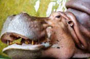 Travel photography:Smiling hippo at Chiang Mai Zoo, Thailand