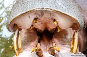 Travel photography:Large mouth of a Hippopotamus at Chiang Mai Zoo, Thailand