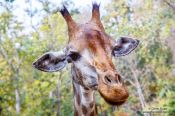 Travel photography:Giraffe at Chiang Mai Zoo, Thailand
