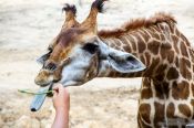 Travel photography:Giraffe with giant tongue at Chiang Mai Zoo, Thailand