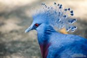 Travel photography:Victoria Crowned Pigeon (Goura victoria) at Chiang Mai Zoo, Thailand