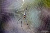 Travel photography:Large spider sitting in its web in Chiang Mai province, Thailand