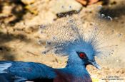 Travel photography:Victoria Crowned Pigeon (Goura victoria) at Chiang Mai Zoo, Thailand