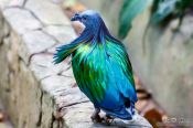Travel photography:Colourful pigeon in Chiang Mai Zoo, Thailand