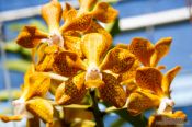 Travel photography:Yellow flowering orchid at the Mae Rim Orchid Farm, Thailand