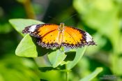 Travel photography:Butterfly at the Mae Rim Orchid Farm, Thailand