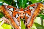 Travel photography:Giant butterfly at the Mae Rim Orchid Farm, Thailand