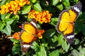 Travel photography:Butterflies at the Mae Rim Orchid Farm, Thailand