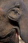 Travel photography:Elephant laugh, Thailand