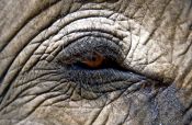 Travel photography:Elephant eye, Thailand