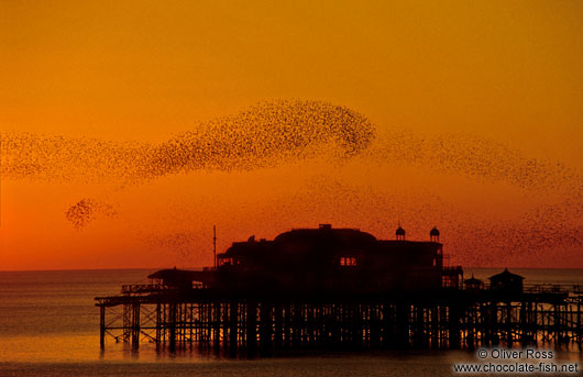 Birds playing over Brighton Pier