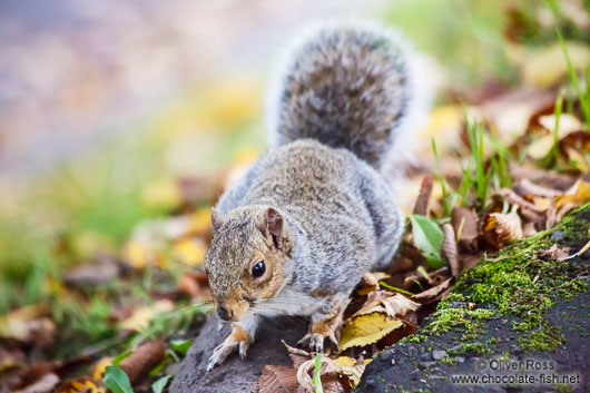 Edinburgh squirrel