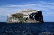 Travel photography:Bass Rock with large Gannet colony and light house, United Kingdom (Scotland)