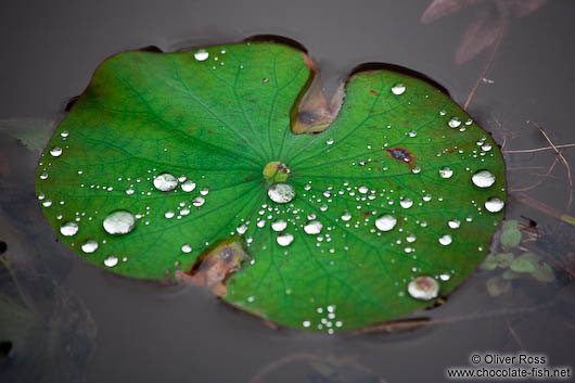 Rain drops on a water lily leaf at My Son