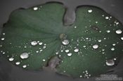 Travel photography:Rain drops on a water lily leaf at My Son, Vietnam