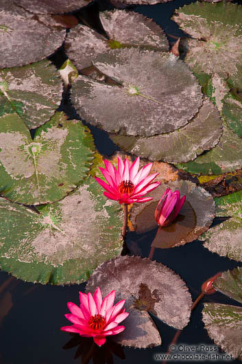 Water lilies at Hanoi´s Temple of Literature