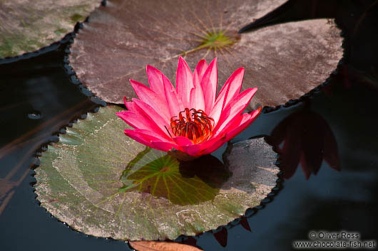 Water lily at Hanoi´s Temple of Literature