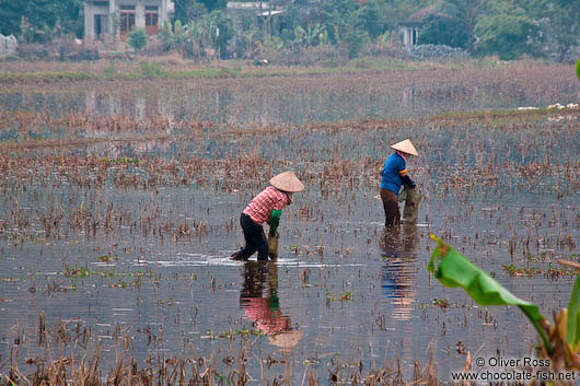 Working the rice fields near Hoa Lu