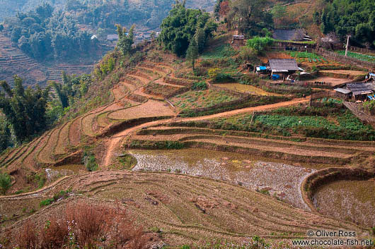 Rice terraces near Sapa´s Cat Cat village 