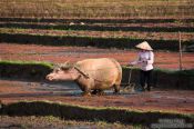 Travel photography:Ploughing a rice field near Sapa, Vietnam