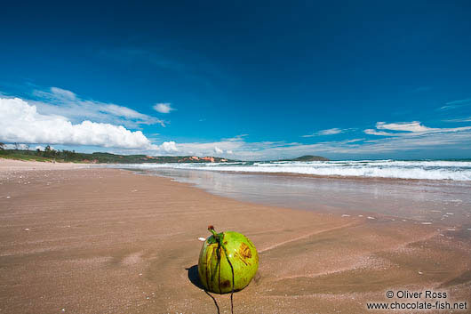 Washed-up coconut at a beach near Mui Ne 